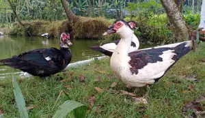 চিনা হাঁস