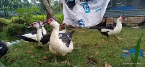 চিনা হাঁস