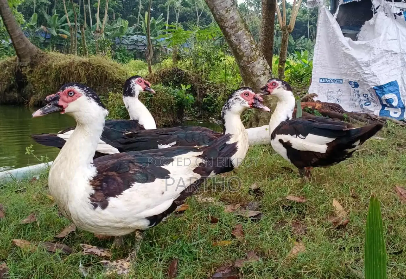 চিনা হাঁস