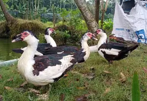 চিনা হাঁস