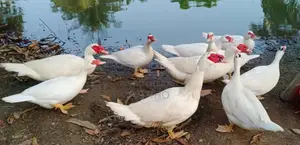 চিনা হাঁস