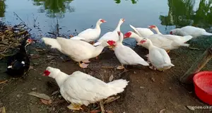 চিনা হাঁস