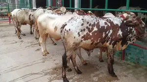 Buy 7 high-quality bull calves for rearing.