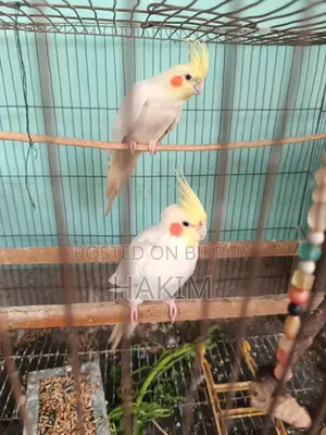 2 Running Male Cockatiel Birds