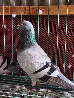 Racing Male Pigeon from Jhal Kathi Club