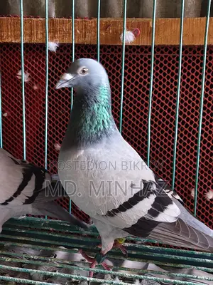 Racing Male Pigeon from Jhal Kathi Club