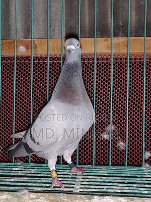 Racing Male Pigeon from Jhal Kathi Club