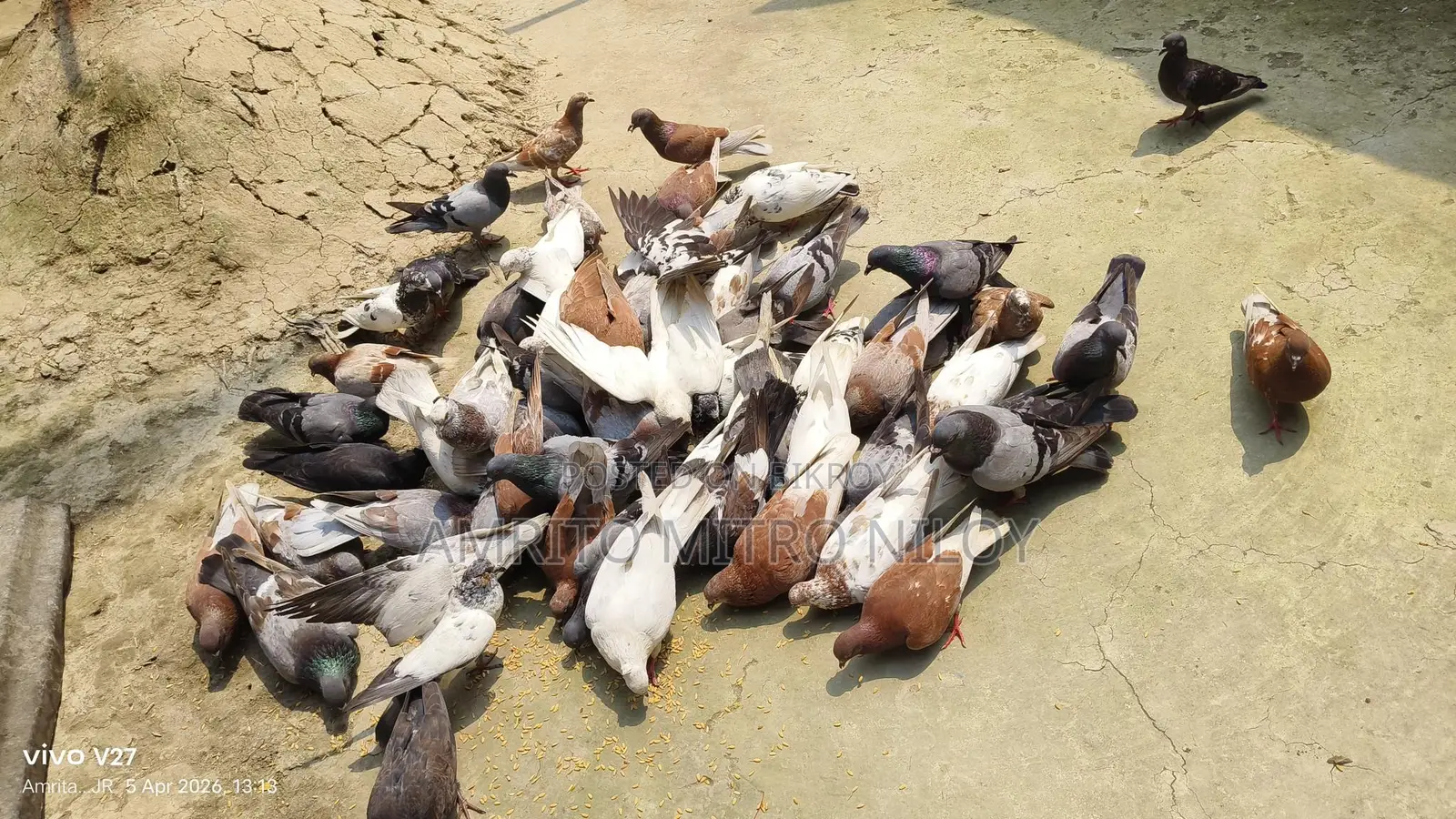 My Pet Pigeons
