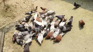 My Pet Pigeons