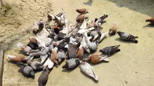 My Pet Pigeons