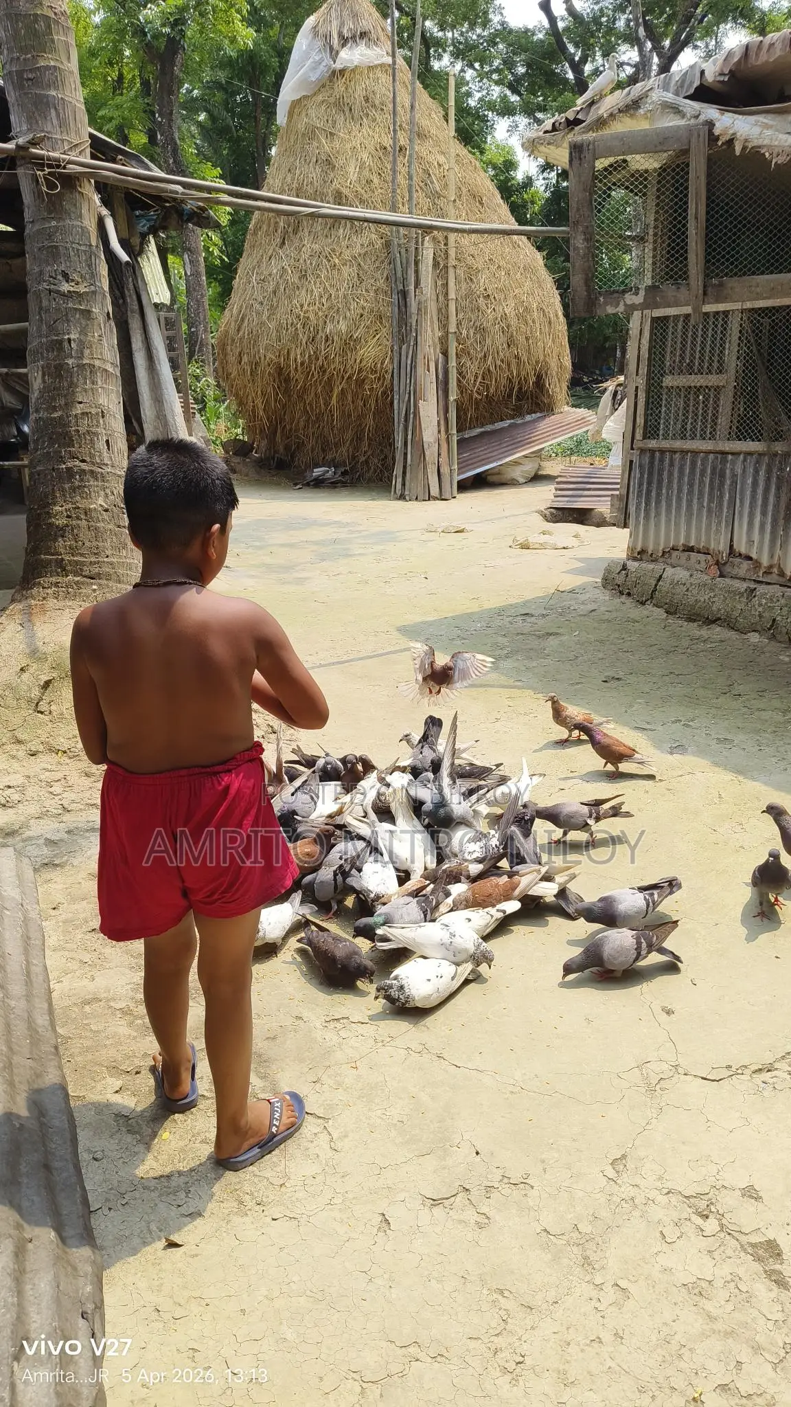 My Pet Pigeons