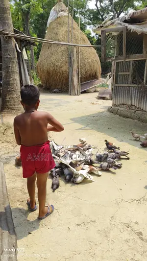 My Pet Pigeons