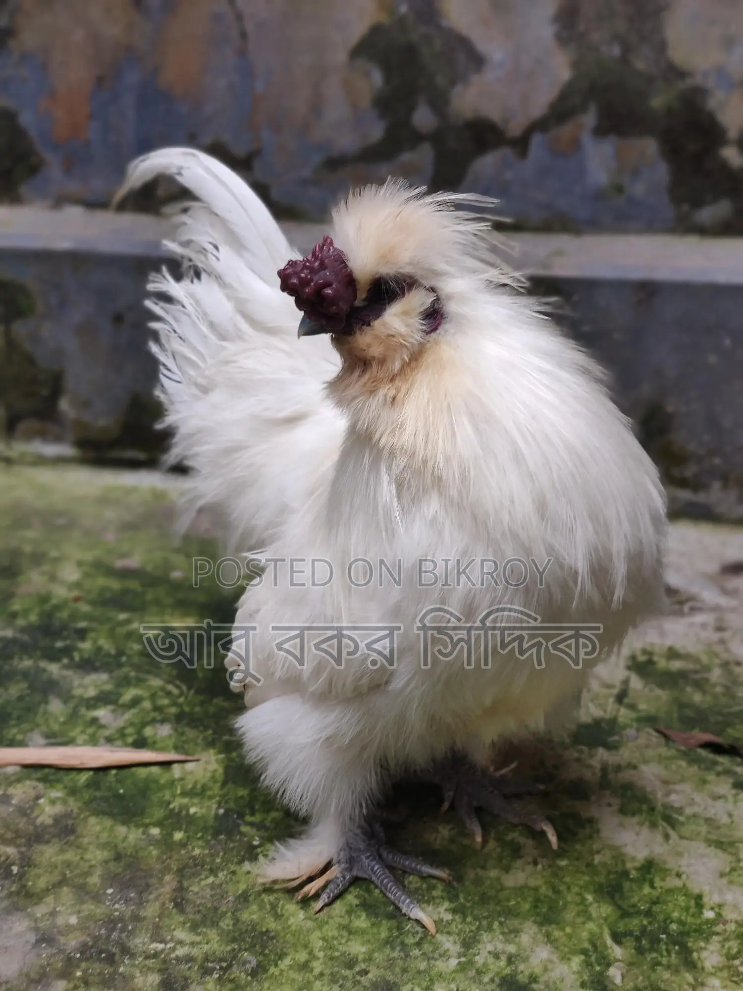 সিল্কি মুরগি Silkie Rooster বিক্রি হবে