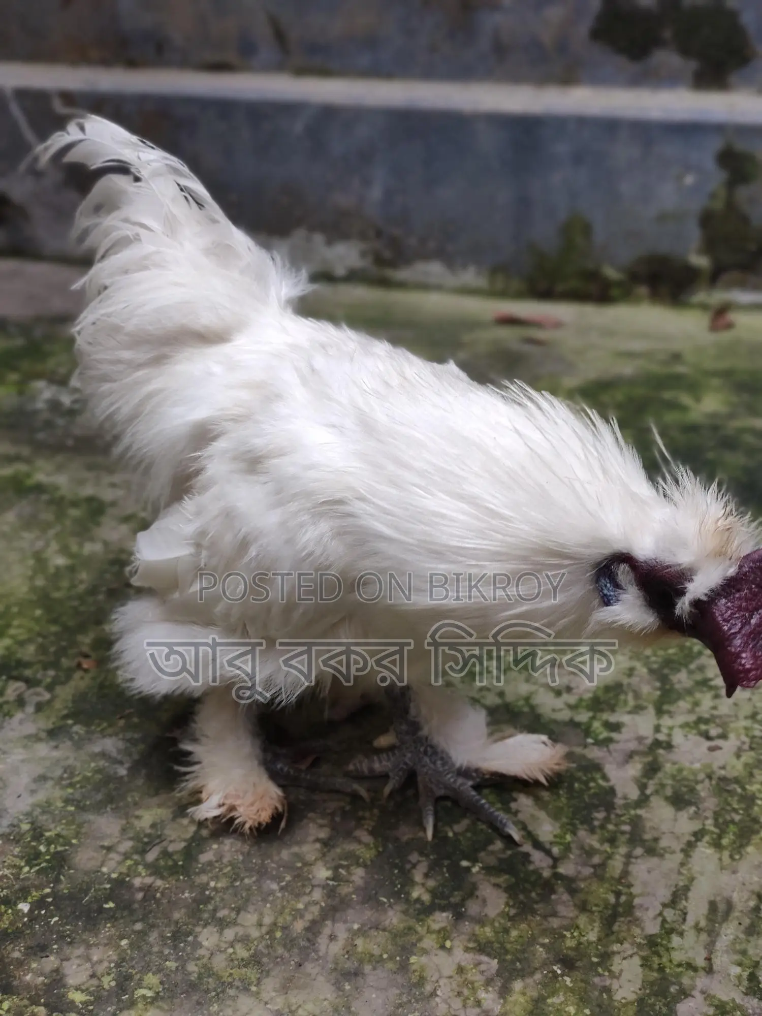 সিল্কি মুরগি Silkie Rooster বিক্রি হবে
