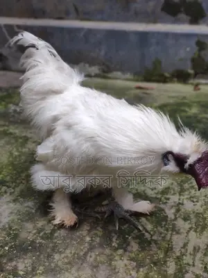 সিল্কি মুরগি Silkie Rooster বিক্রি হবে