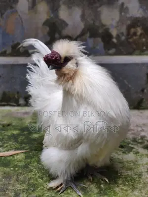 সিল্কি মুরগি Silkie Rooster বিক্রি হবে