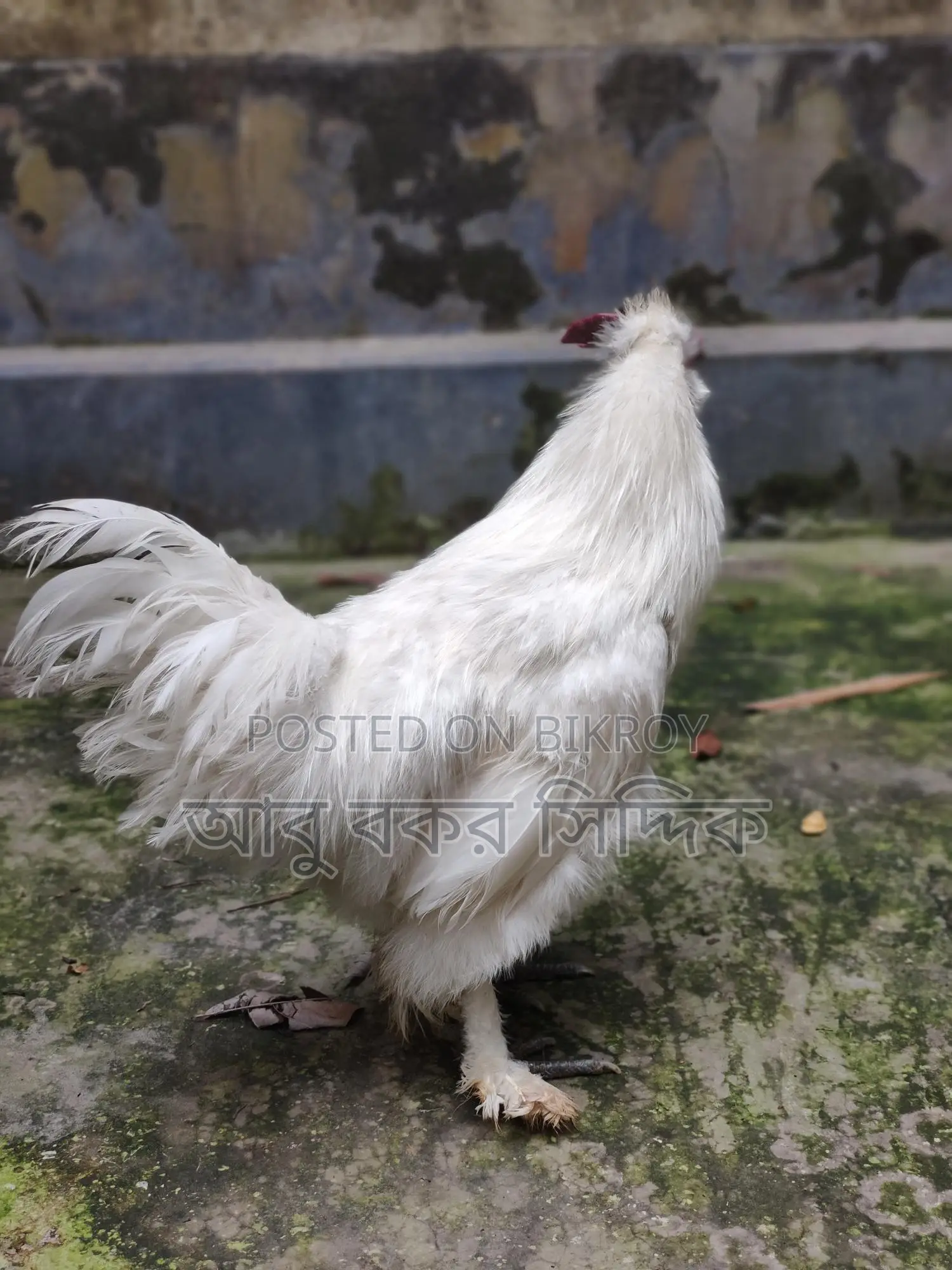 সিল্কি মুরগি Silkie Rooster বিক্রি হবে