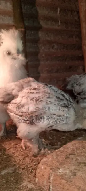 বাহামা মুরগি সেল হবে