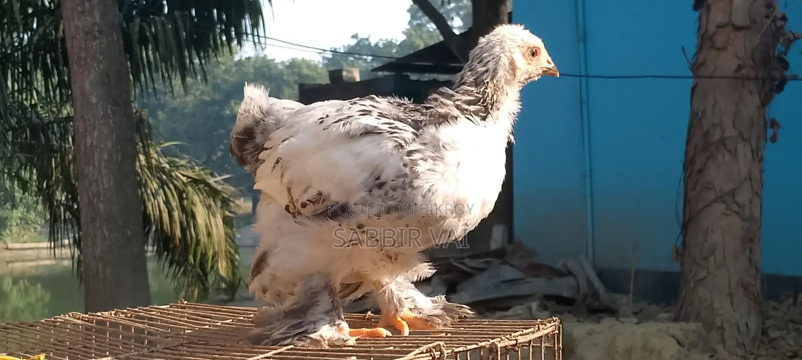 বাহামা মুরগি সেল হবে