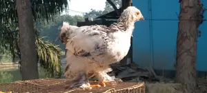 বাহামা মুরগি সেল হবে