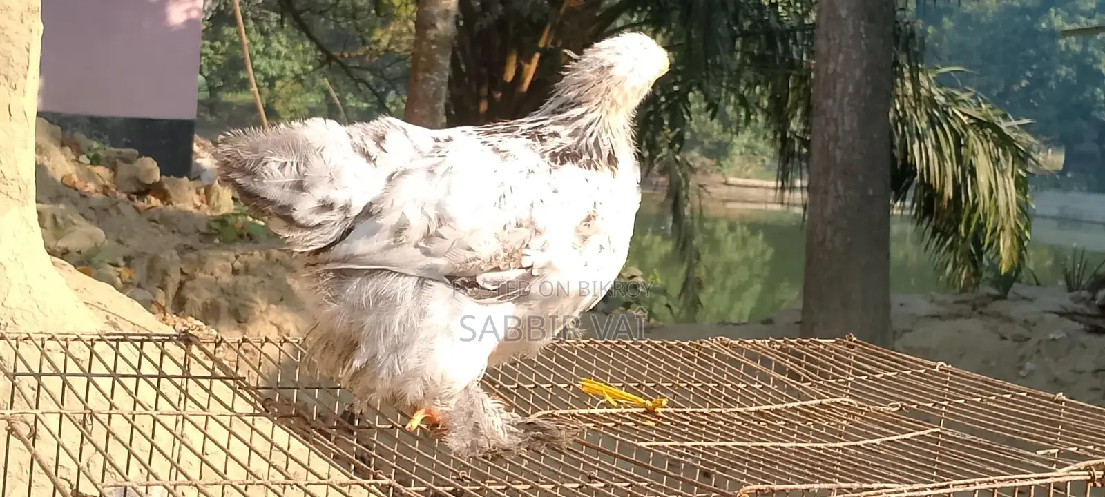 বাহামা মুরগি সেল হবে