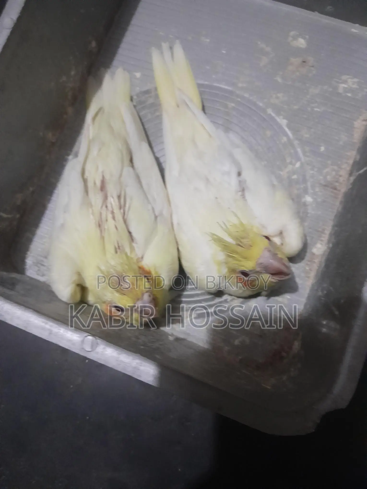 ককাটেল টেম হ্যান্ডফিড বেবি