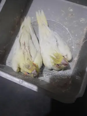 ককাটেল টেম হ্যান্ডফিড বেবি