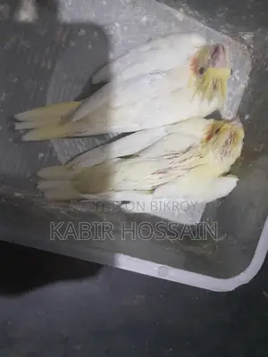 ককাটেল টেম হ্যান্ডফিড বেবি