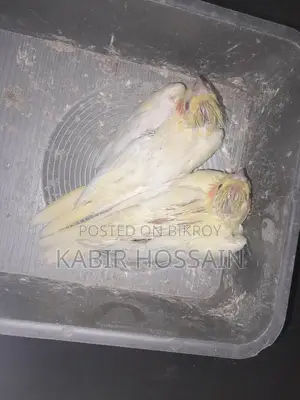 ককাটেল টেম হ্যান্ডফিড বেবি