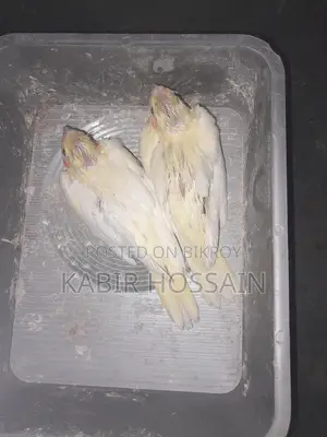 ককাটেল টেম হ্যান্ডফিড বেবি