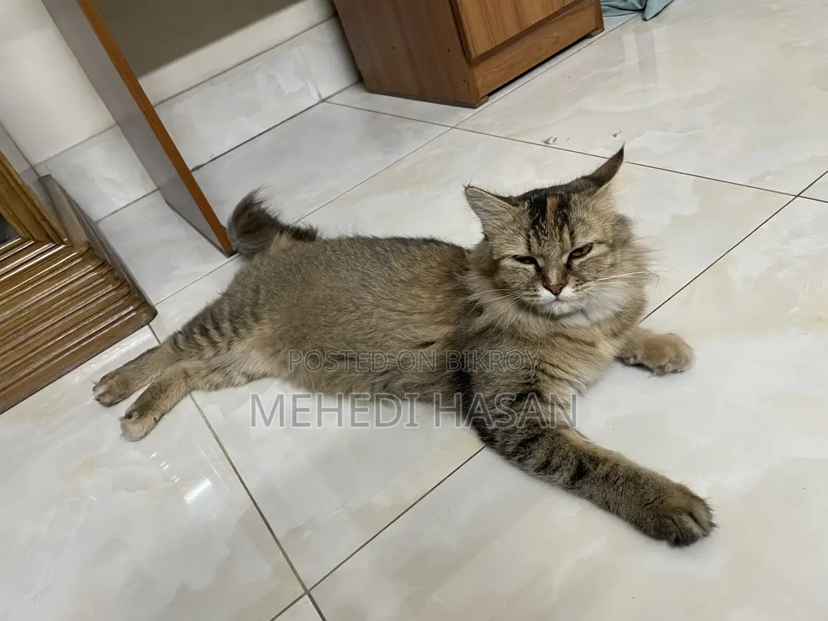 Persian Cat