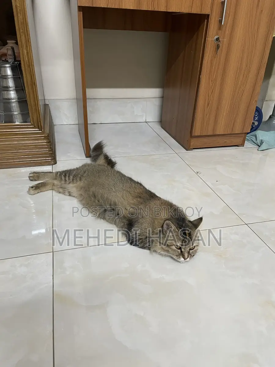 Persian Cat