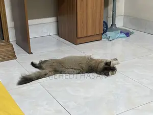 Persian Cat