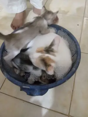 Cat Adoption