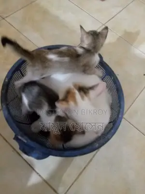 Cat Adoption