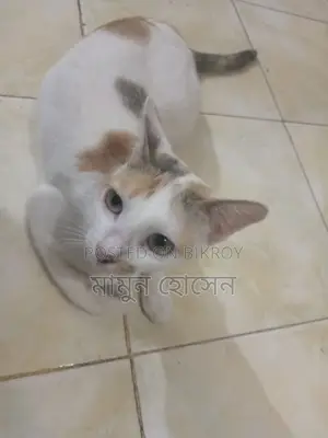 Cat Adoption