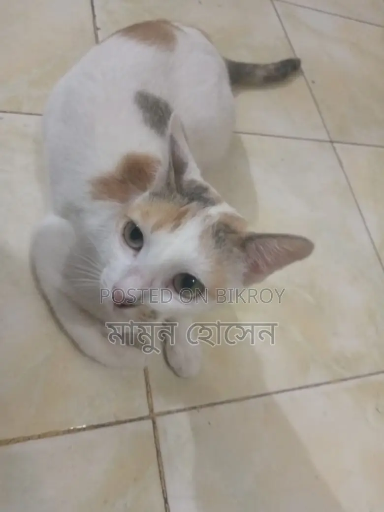 Cat Adoption