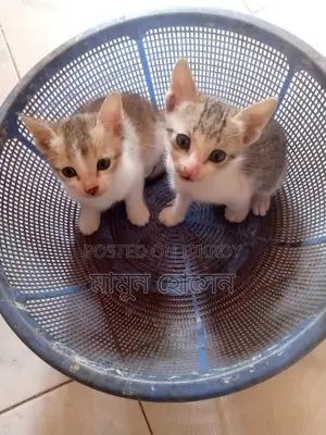 Cat Adoption