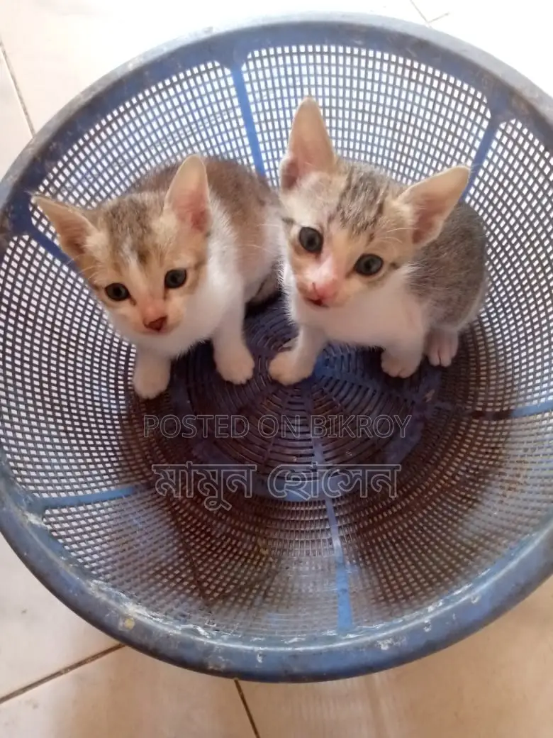 Cat Adoption