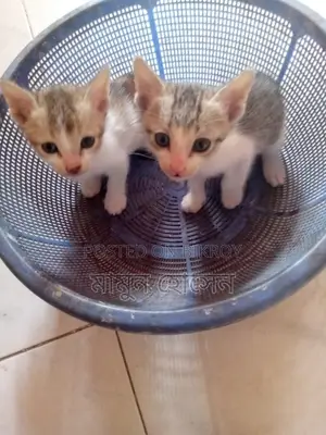 Cat Adoption