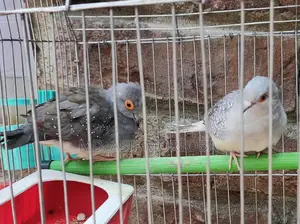 1 Pair of Adult Diamond Doves