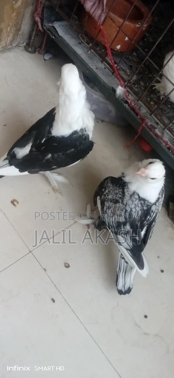 ব্লাকলেস সাটিন বেবি জোড়া