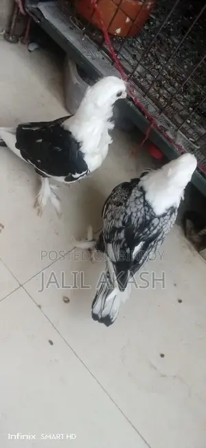 ব্লাকলেস সাটিন বেবি জোড়া
