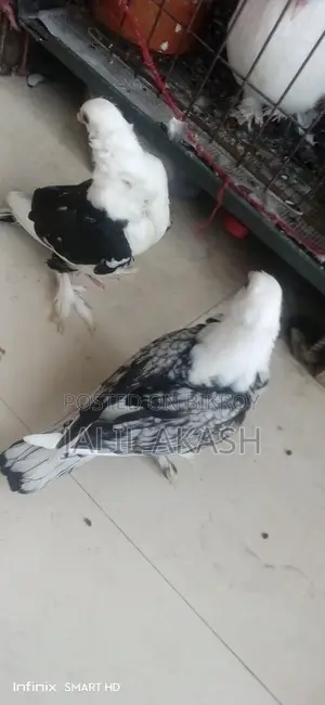 ব্লাকলেস সাটিন বেবি জোড়া