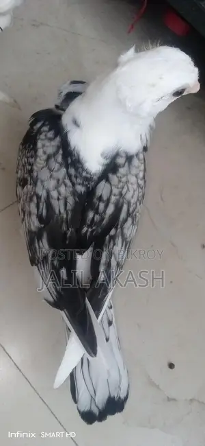 ব্লাকলেস সাটিন বেবি জোড়া