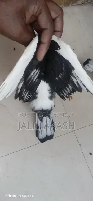 ব্লাকলেস সাটিন বেবি জোড়া