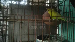 বারজিগার পাখি,