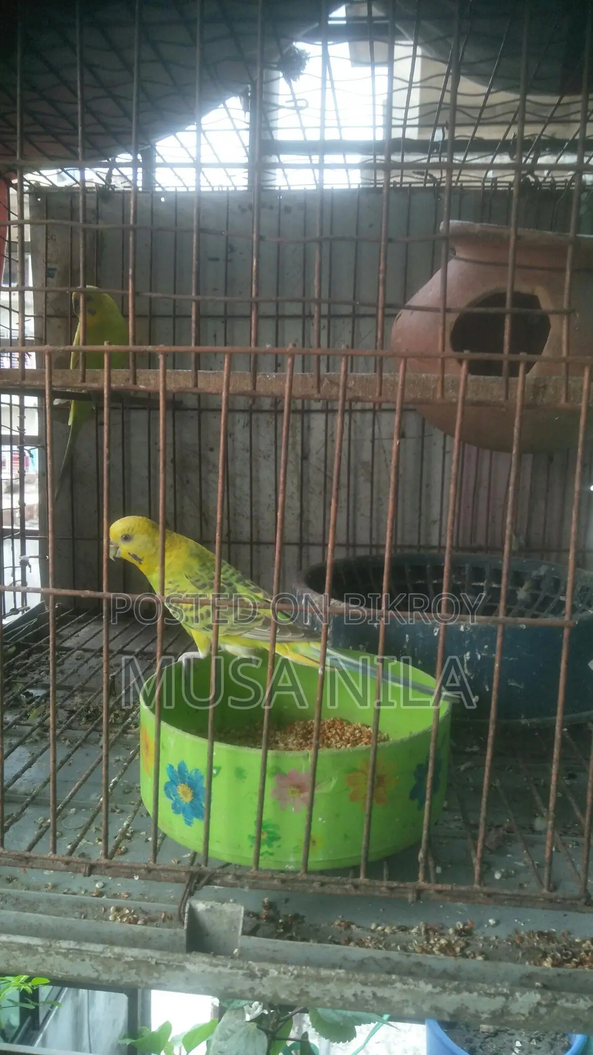 বারজিগার পাখি,