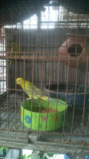 বারজিগার পাখি,