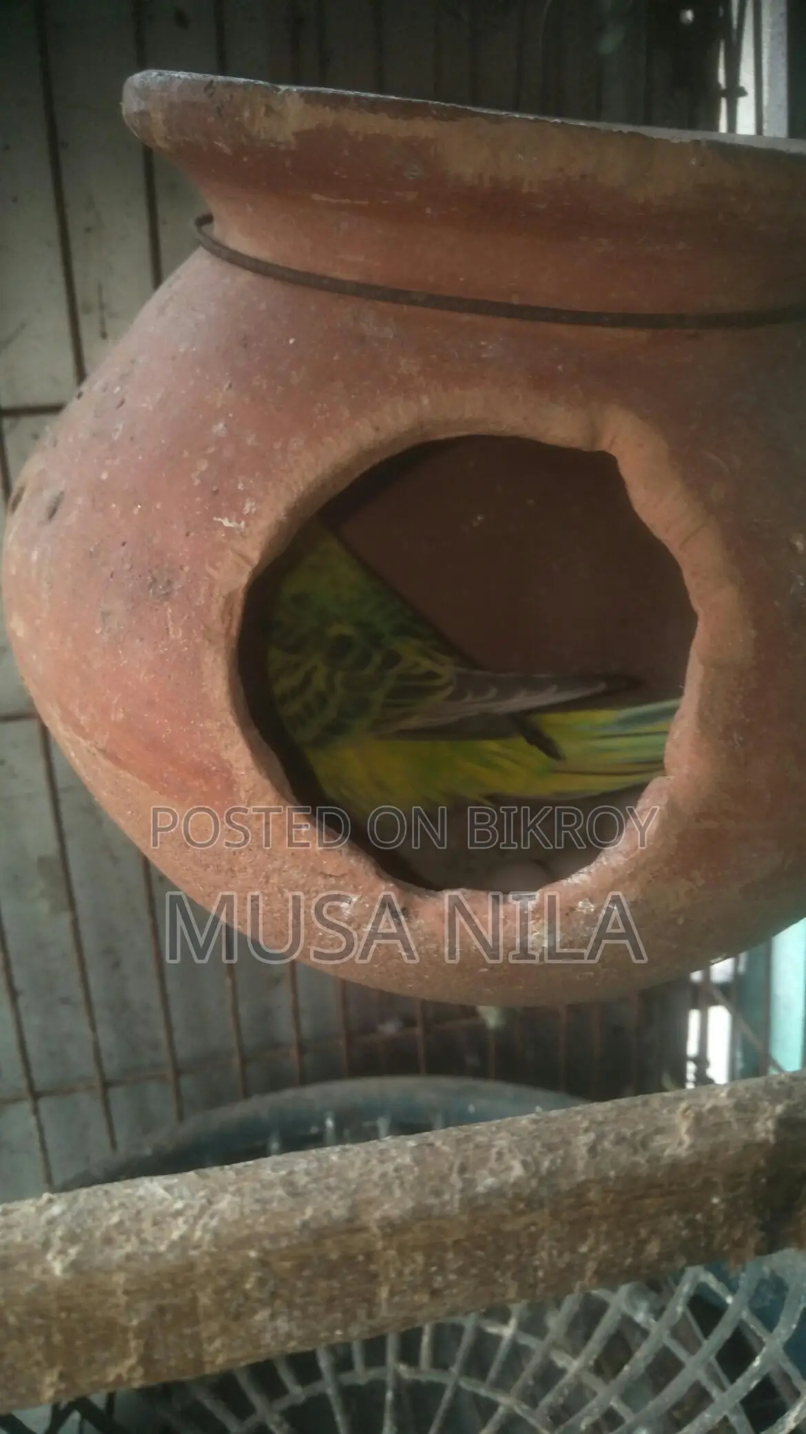 বারজিগার পাখি,